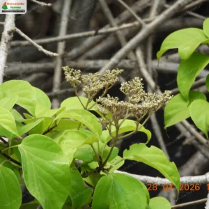 premna-coriacea-04