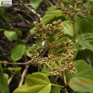 premna-coriacea-05