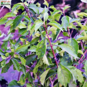 Premna microphylla