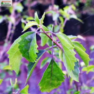 premna-microphylla-02