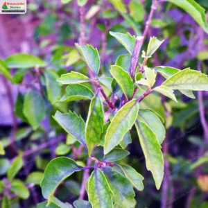 premna-microphylla-03