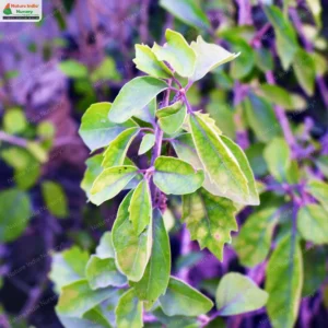 premna-microphylla-04