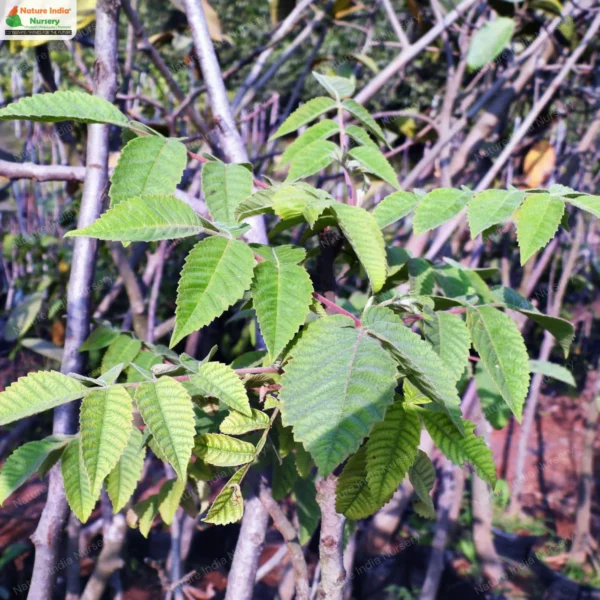 rhus-chinensis-01