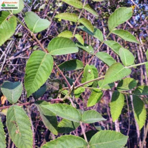 rhus-chinensis-02
