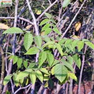 rhus-chinensis-03