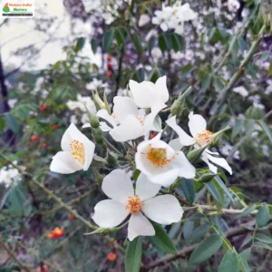 rosa-brunonii-01