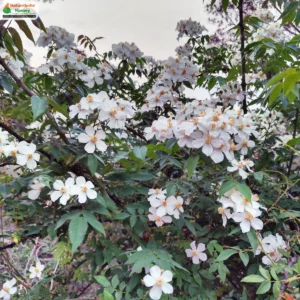 Rosa brunonii