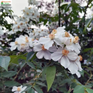 rosa-brunonii-03