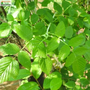 rubus-niveus-02