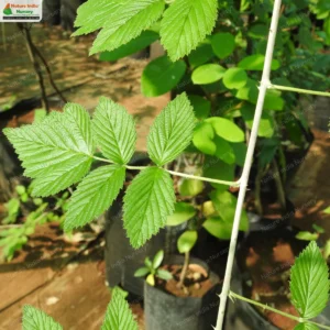 rubus-niveus-03