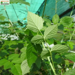 rubus-niveus-04