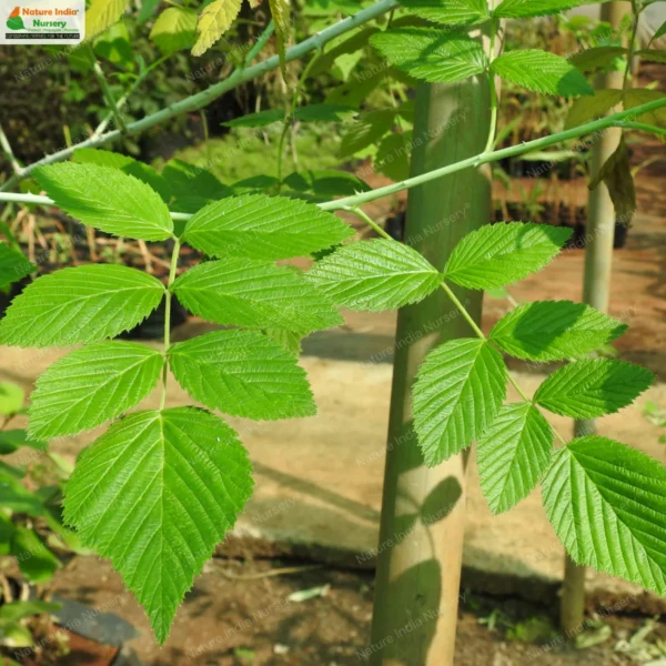 rubus-niveus-06