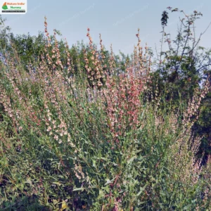 Rumex hastatus