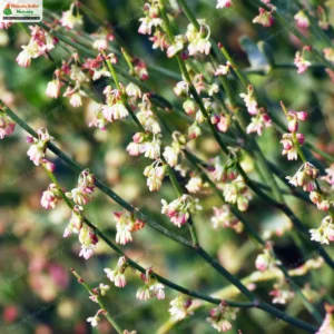 rumex-hastatus-03