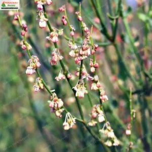rumex-hastatus-04