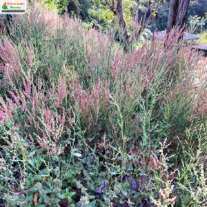 rumex-hastatus-05