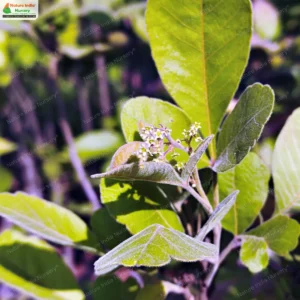 Searsia parviflora