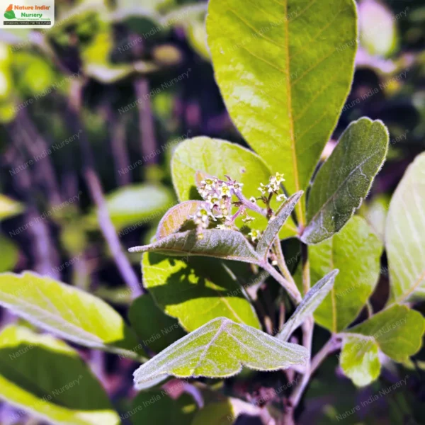 searsia-parviflora-01