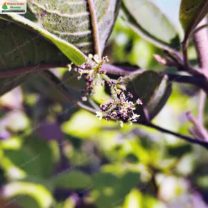 searsia-parviflora-02