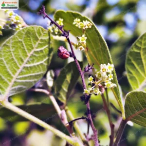 searsia-parviflora-03