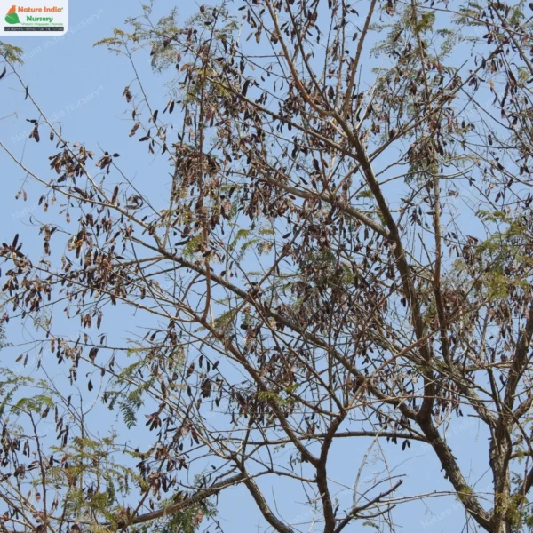 senegalia-catechu-02