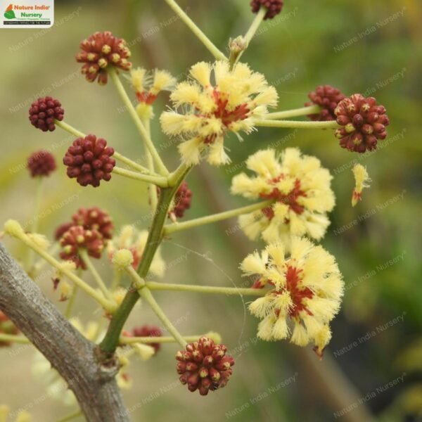 senegalia-pennata-01
