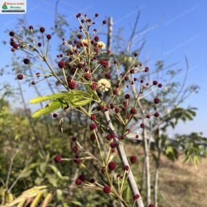 senegalia-pennata-02