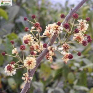 senegalia-pennata-06