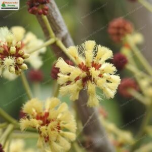 senegalia-pennata-07