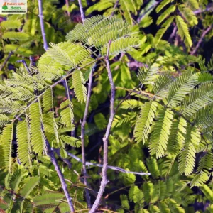 Senegalia rugata