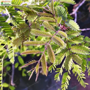 senegalia-rugata-02
