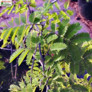 senegalia-rugata-03