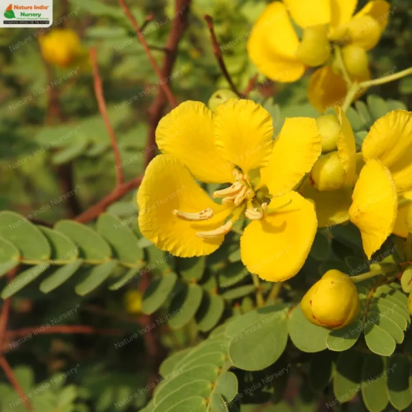 senna-auriculata-02
