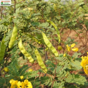 senna-auriculata-05