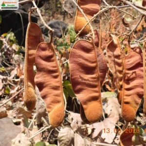 Spatholobus parviflorus