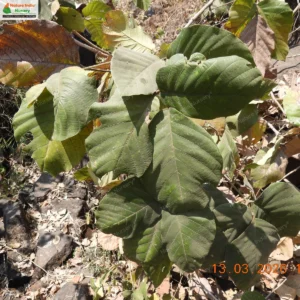 spatholobus-parviflorus-02