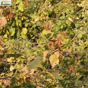 spatholobus-parviflorus-03
