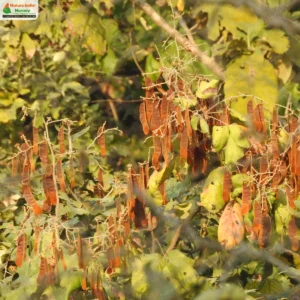 spatholobus-parviflorus-04