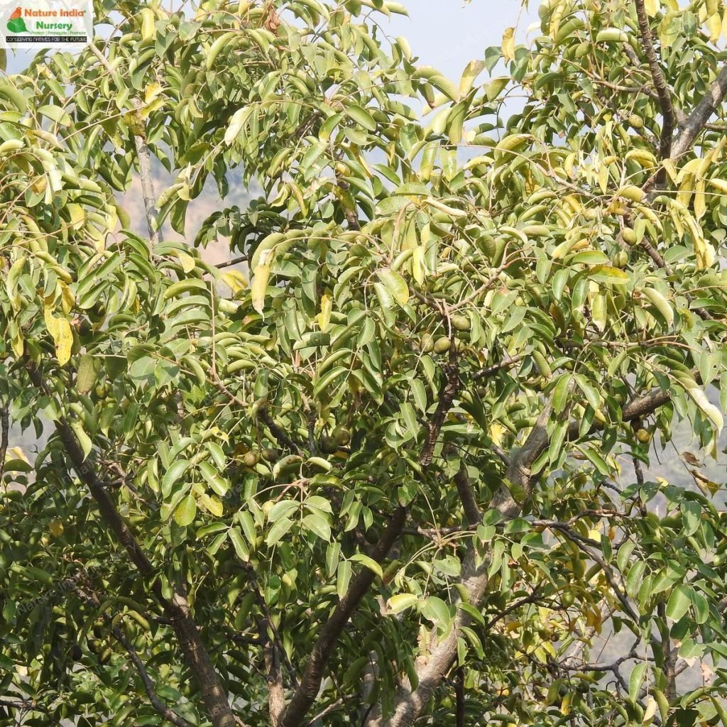Buy Spondias pinnata Plant in Bulk Online - Nature India Nursery