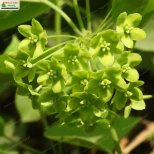 Stephanotis volubilis