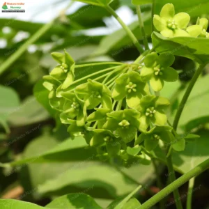stephanotis-volubilis-02