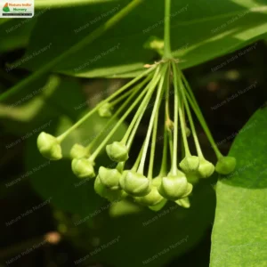 stephanotis-volubilis-03