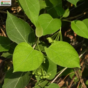 stephanotis-volubilis-04