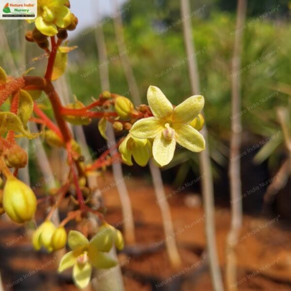 sterculia-villosa-02