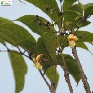 stereospermum-colais-03