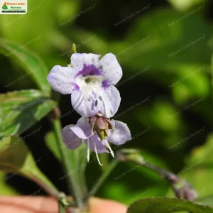 Strobilanthes ciliata