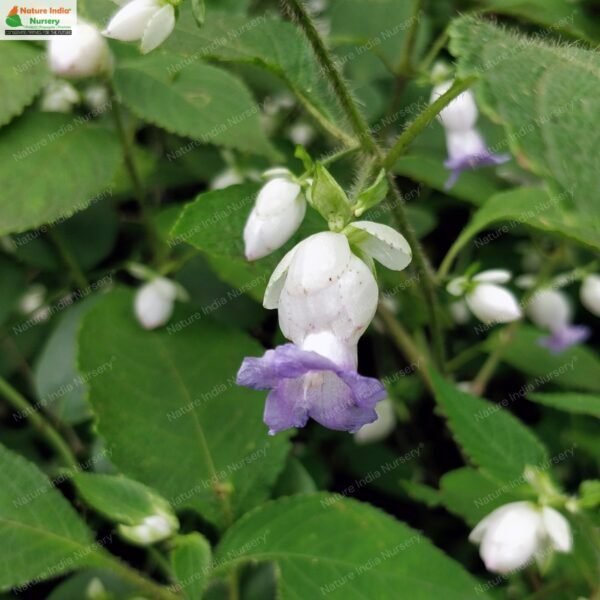 strobilanthes-heyneana-01