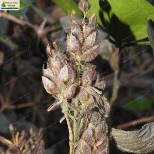 strobilanthes-heyneana-05