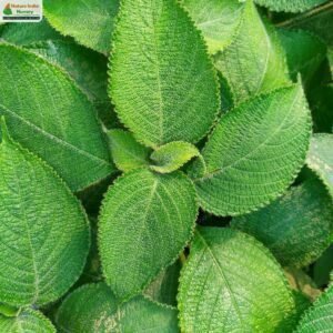 strobilanthes-heyneana-06