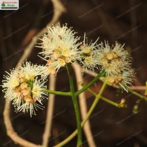 syzygium-cumini-01